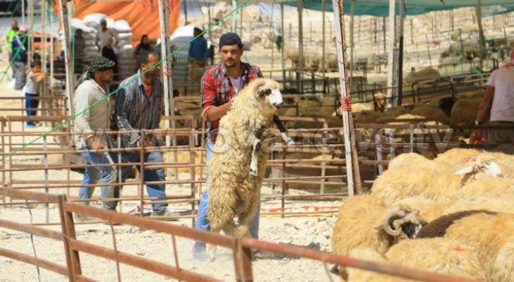 ذبح ١٨ ألف رأس من الأغنام و الأبقار في مسلخ أمانة عمان بالعيد