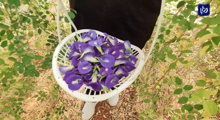 نبتة الشاي الأزرق