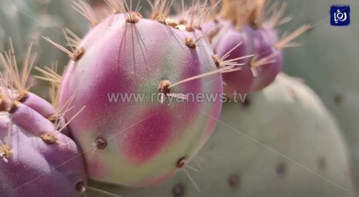 نبات الصبار