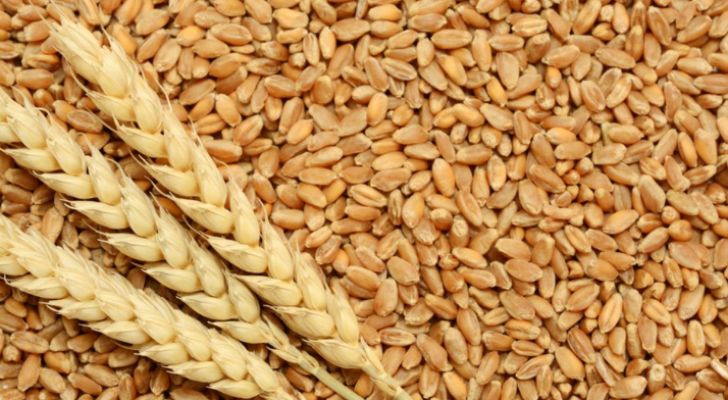 حبوب الذرة والقمح