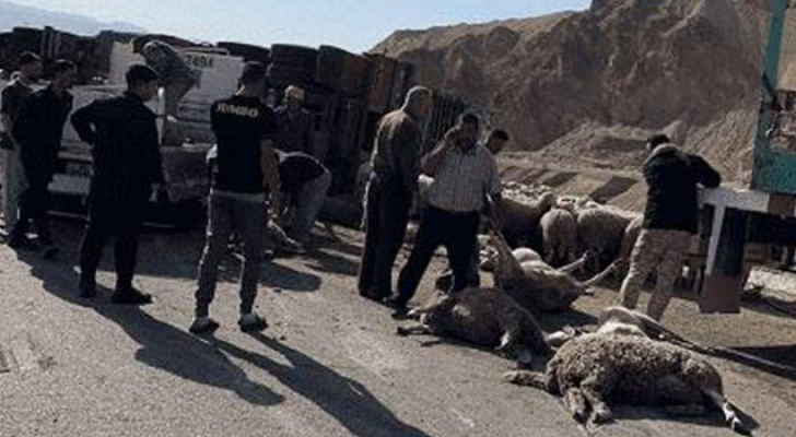 نفوق أغنام بحادث تدهور شاحنة