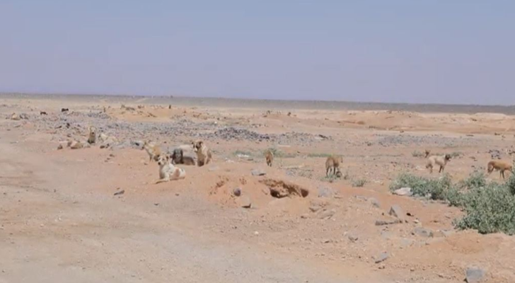 مجموعة كلاب ضالة في منطقة الصفاوي