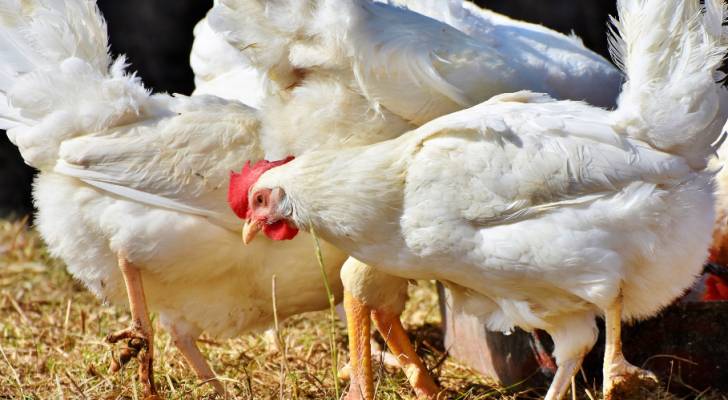 دعوات لمنع بعض التجار من التحايل على سعر بيع الدجاج في الأردن