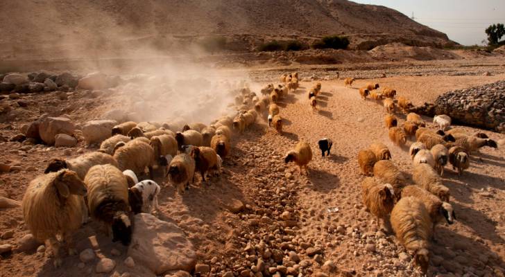 الطراونة لـ"رؤيا": الأردن صدر حتى الآن ٣٣٠ الف رأس من الأغنام - فيديو