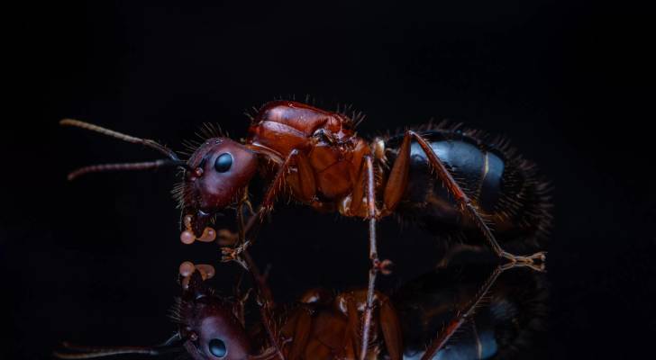 دراسة تكشف قيام نوع من "النمل" بإجراء عمليات بتر أطراف لرفاقهم المصابين