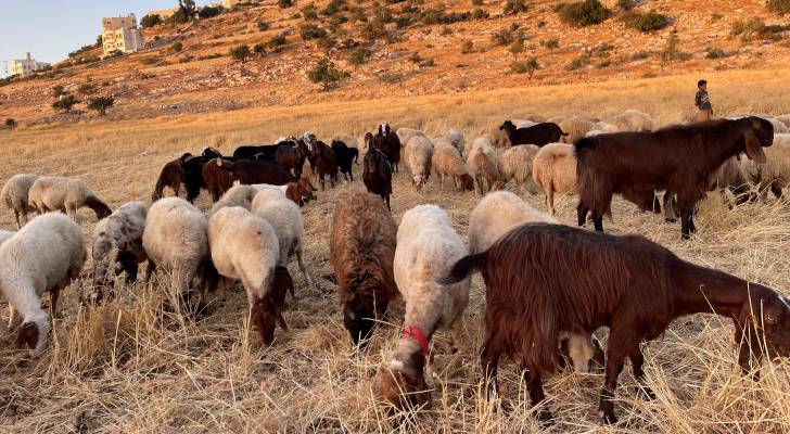 إرشادات مهمة لمرابي الماشية لمكافحة "الجرب" عند المواشي