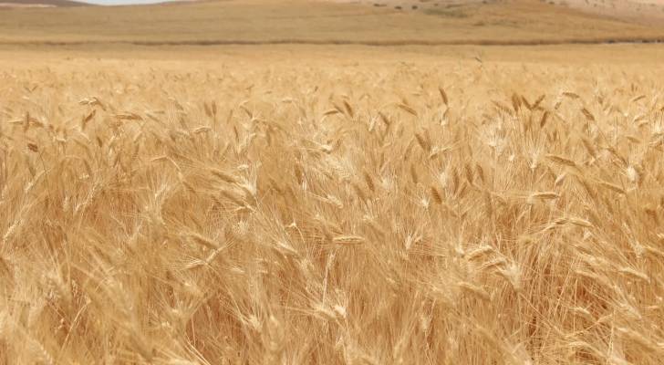 زراعة القمح في الأردن