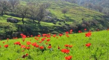 تعبيرية