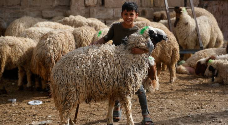 "الأضحية" هل يجوز أن يؤديها فرد عن الأسرة؟ الإفتاء تجيب