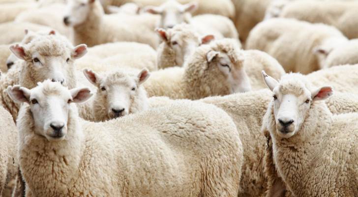 "الإفتاء الأردنية"  توضح حكم شراء الأضحية بالدين