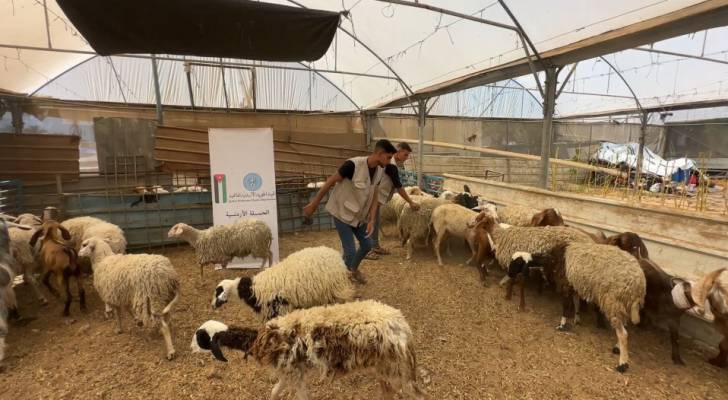 الأردن ينفذ مشروعا للأضاحي في غزة ويوزع اللحوم على الأسر المنكوبة