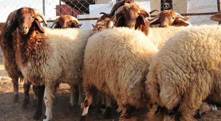 "الخيرية الهاشمية": توزيع 616 أضحية على أسر أردنية عفيفة ولاجئين فلسطينيين في الأردن