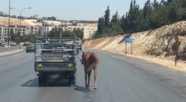 استياء واسع بعد توثيق مشاهد لقيام شخص بجر حصان بمركبته على طريق المطار في عمّان - فيديو