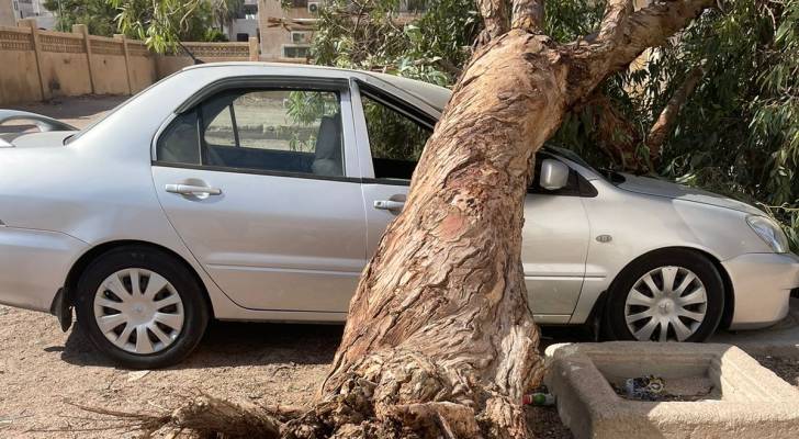 سقوط شجرة في العقبة يتسبب بأضرار جسيمة لمركبة دون إصابات بشرية