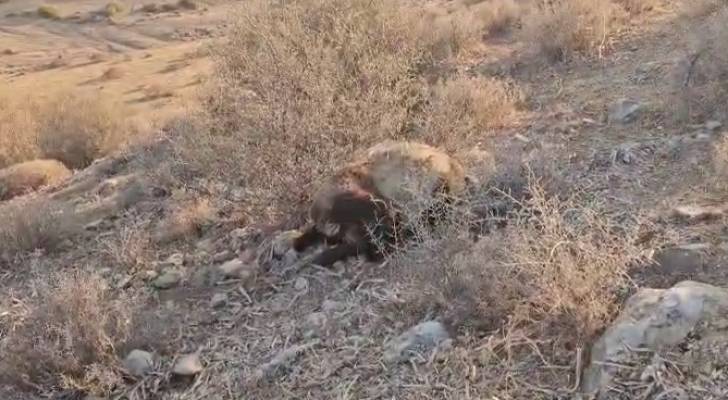 مجزرة في الأغوار الشمالية.. مستوطنون يقتلون 117 رأسًا من الأغنام في "الشك"(فيديو)