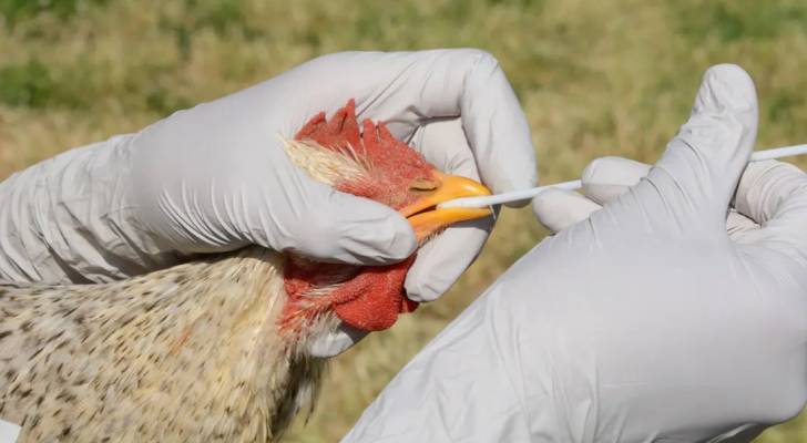 بريطانيا تعلن رصد إصابة بإنفلونزا الطيور "H5N1" جنوب غرب إنجلترا
