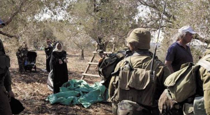 مستوطنون يهاجمون مزارعين فلسطينيين أثناء قطف الزيتون غرب سلفيت (فيديو)