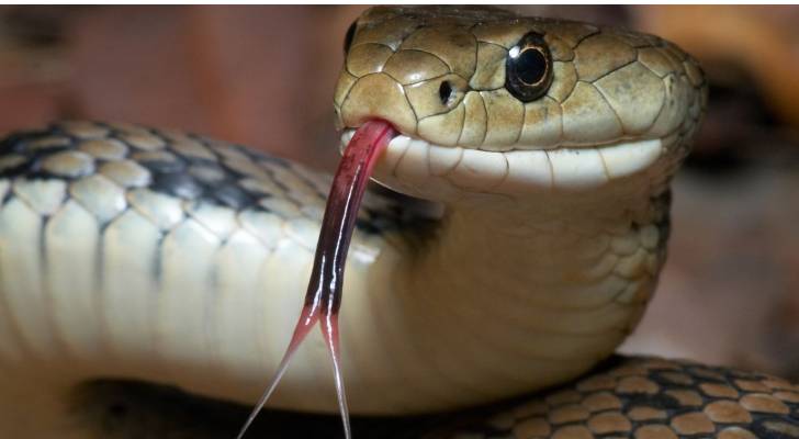 صورة تعبيرية لأفعى