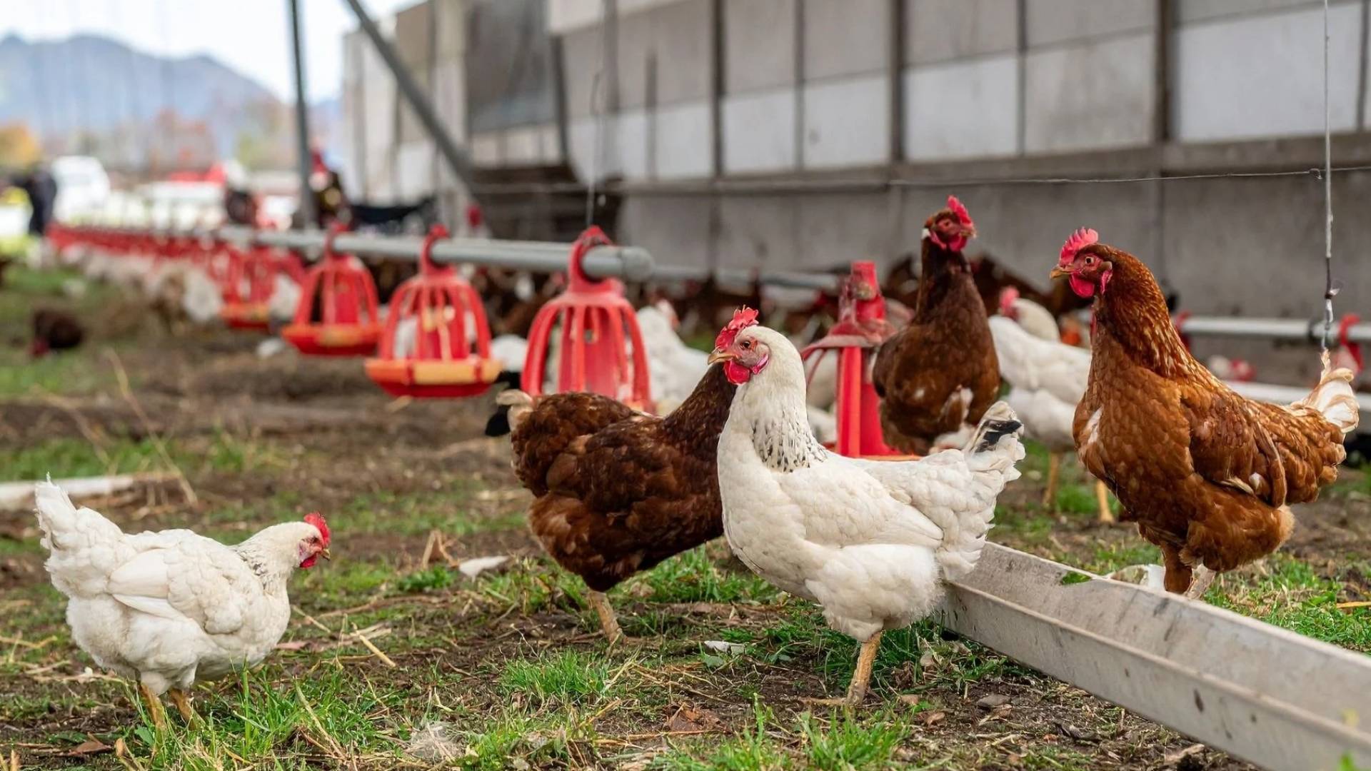 وزارة الزراعة توضح لـ"رؤيا" سبب انخفاض أسعار الدواجن في الأردن وقرار تقنين الاستيراد.. فيديو