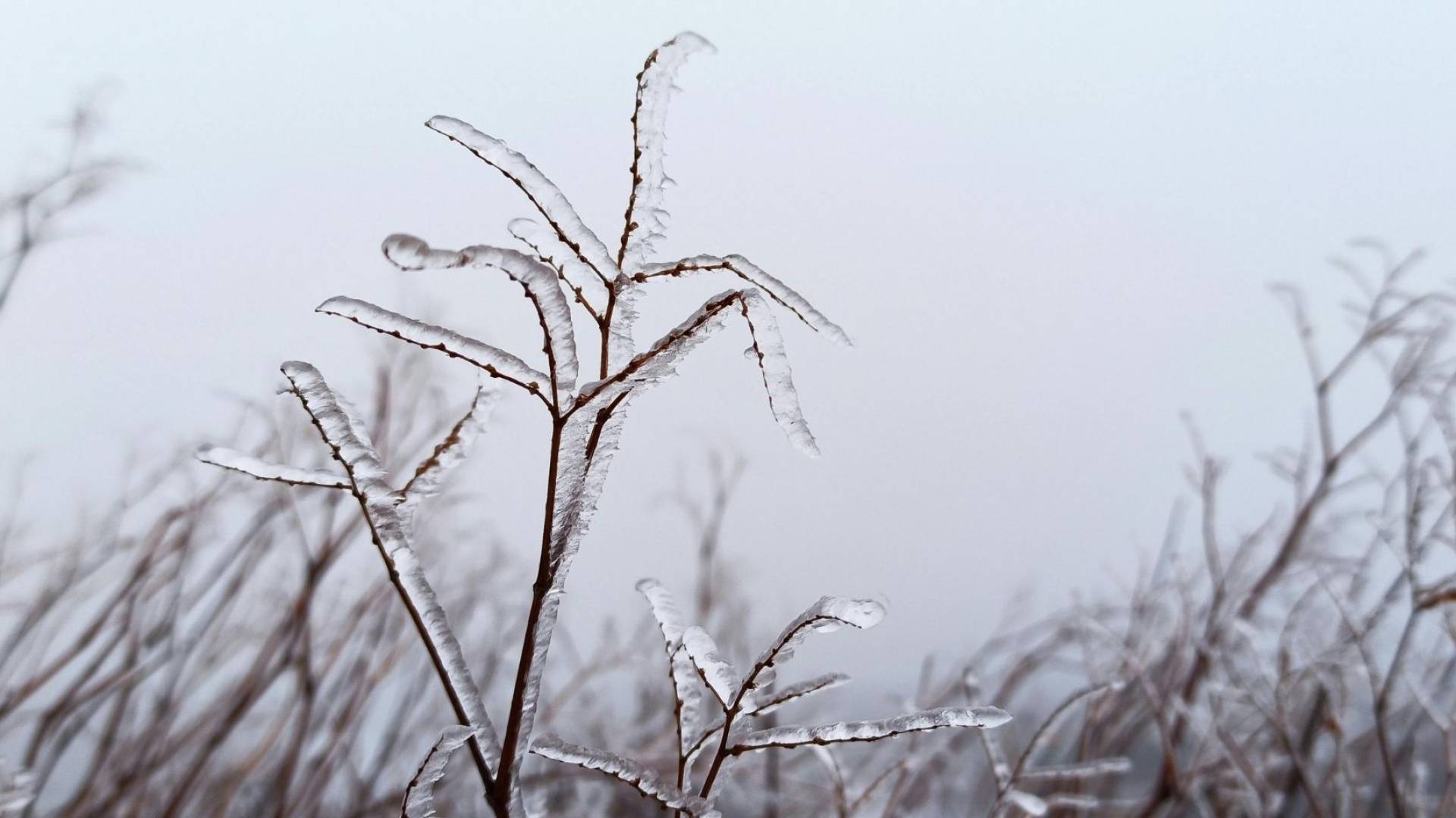 طقس العرب: درجات حرارة صفرية وصقيع واسع مع كتلة هوائية شديدة البرودة في الأردن ليلة الأربعاء 