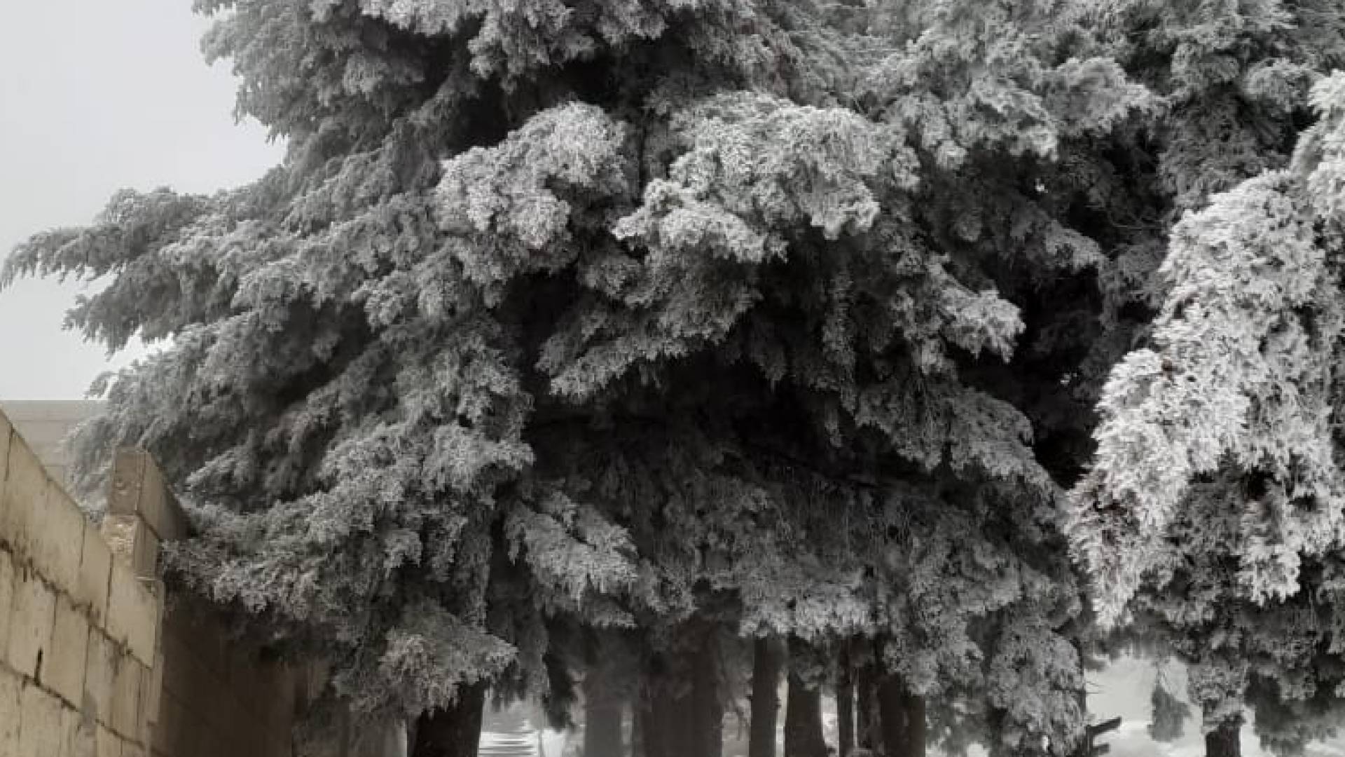 طقس العرب: شتاء 2026 في الأردن أبرد من المعتاد وفرص الثلوج حاضرة