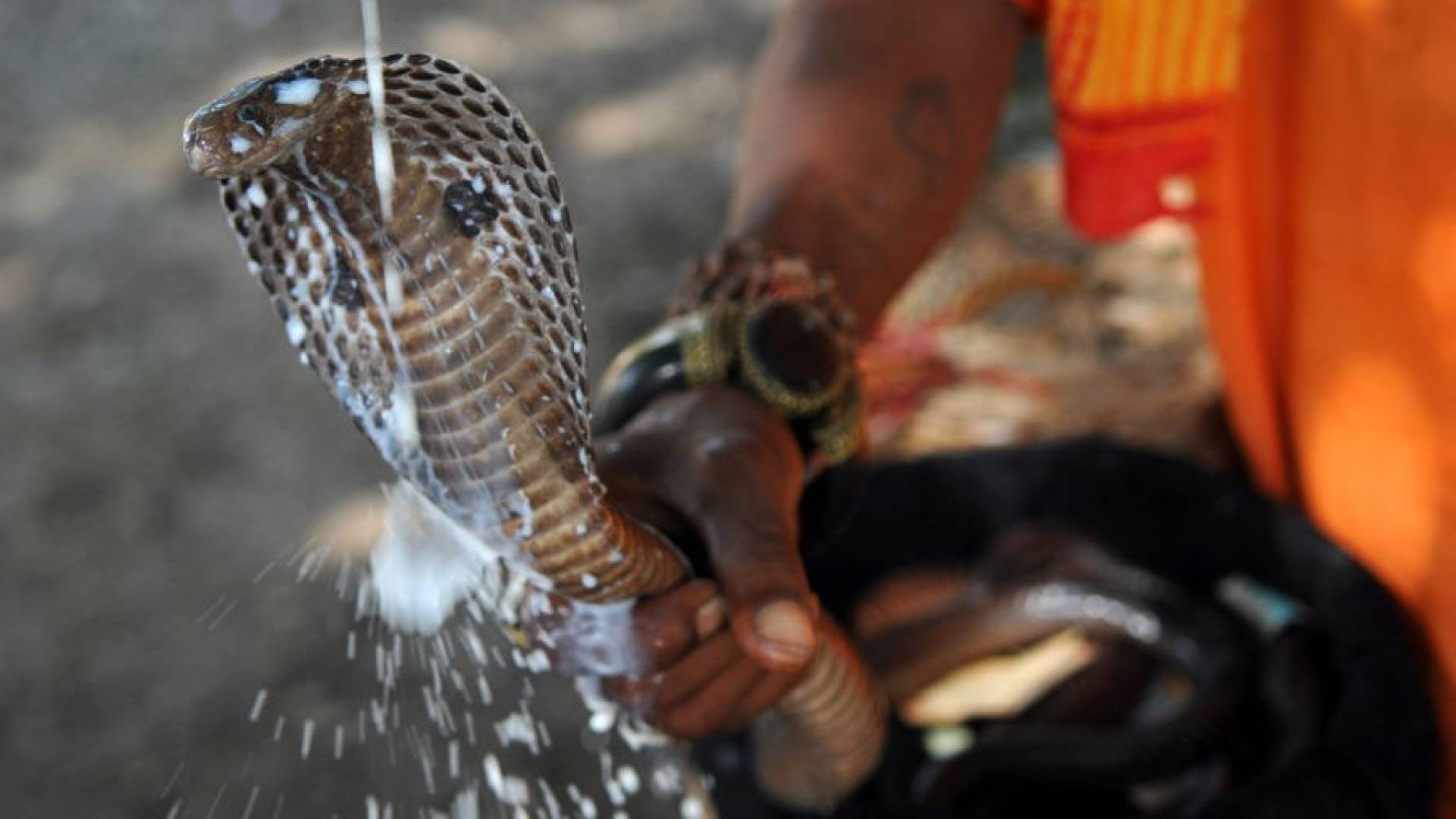 شقيقان هنديان يستخدمان "سلاح الأفاعي" لقتل والدهما طمعا في الميراث