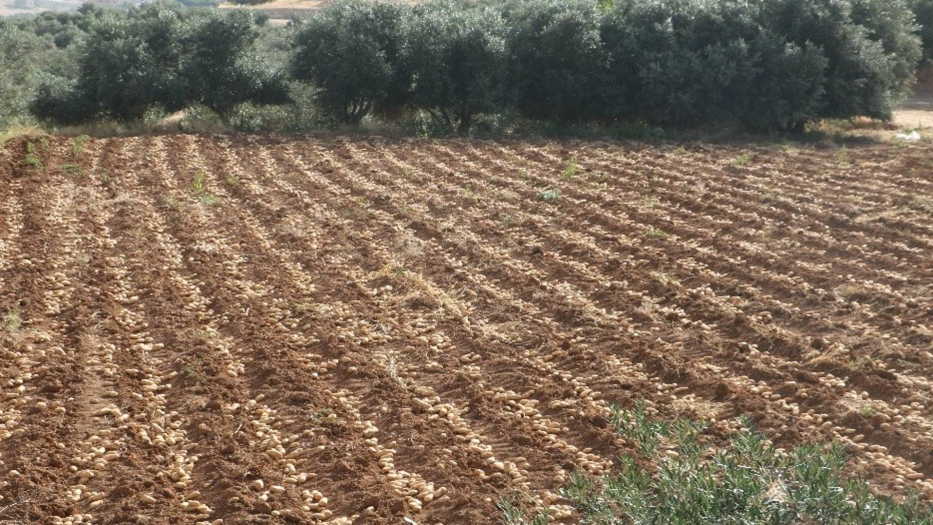 "أراض بالملايين مجمدة".. ديوان المحاسبة يكشف مخالفات "التطوير الحضري" 