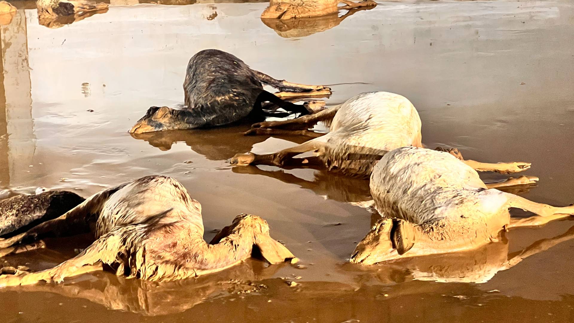 نفوق 70 رأسا من الأغنام جراء السيول في الجيزة جنوب عمان -فيديو