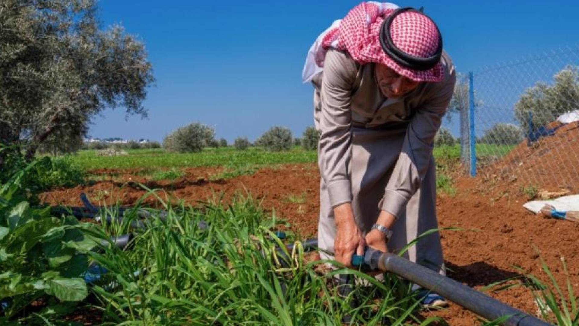 "الزراعة": الأردن يحقق تقدماً ملموساً في مؤشرات الأمن الغذائي لعام 2025 