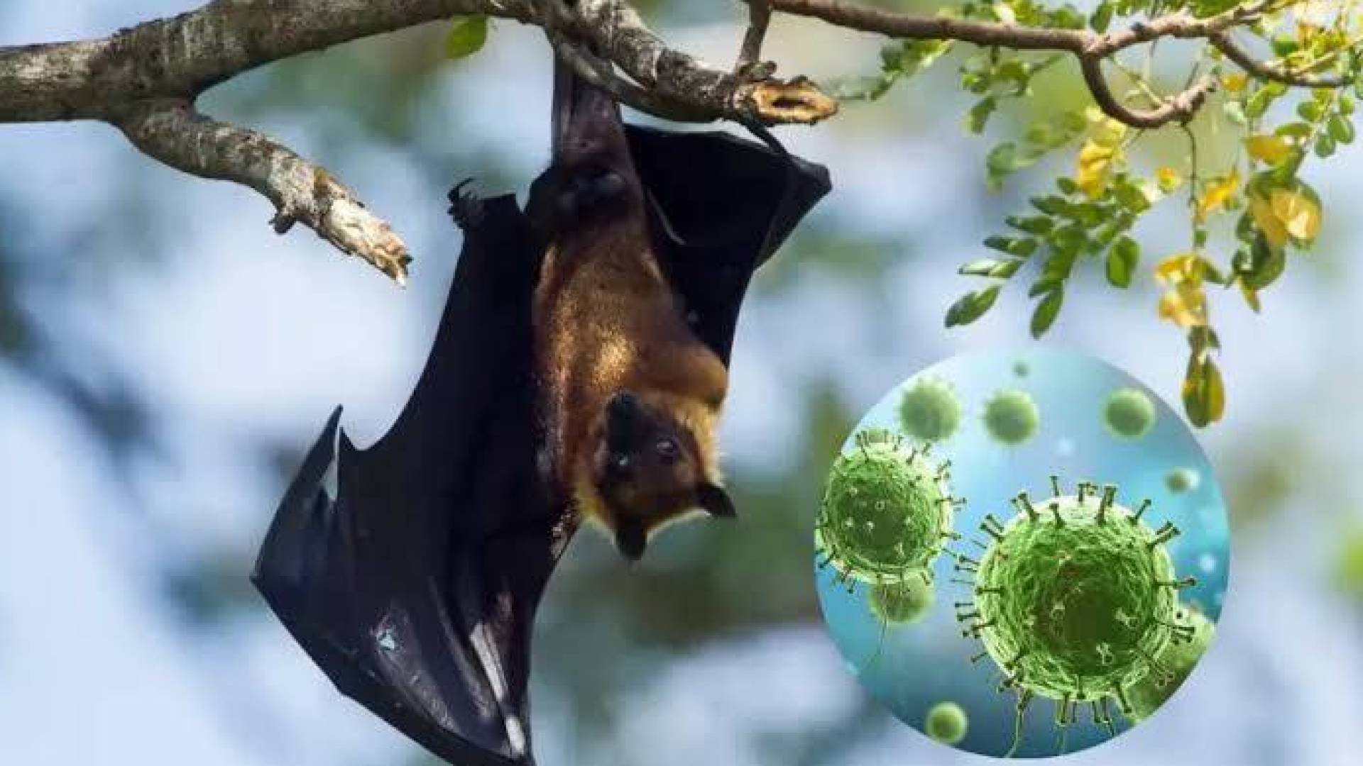 "ماذا لو انتشر؟".. سيناريو فيروس"نيباه" المرعب وغياب خطط المواجهة 