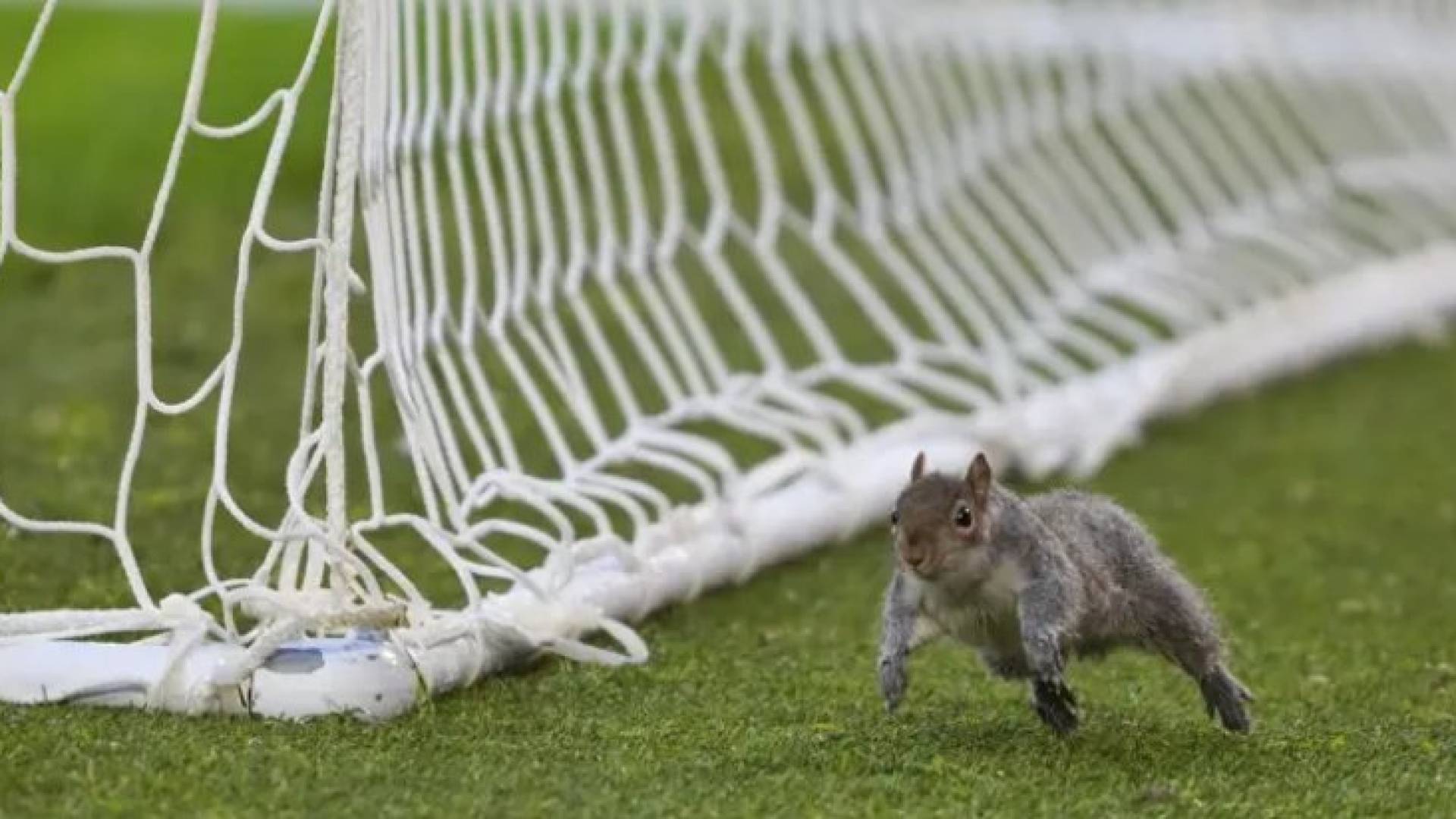بالفيديو.."سنجاب مشاغب" يخطف الأضواء في الدوري الإنجليزي.. ويوقف المباراة