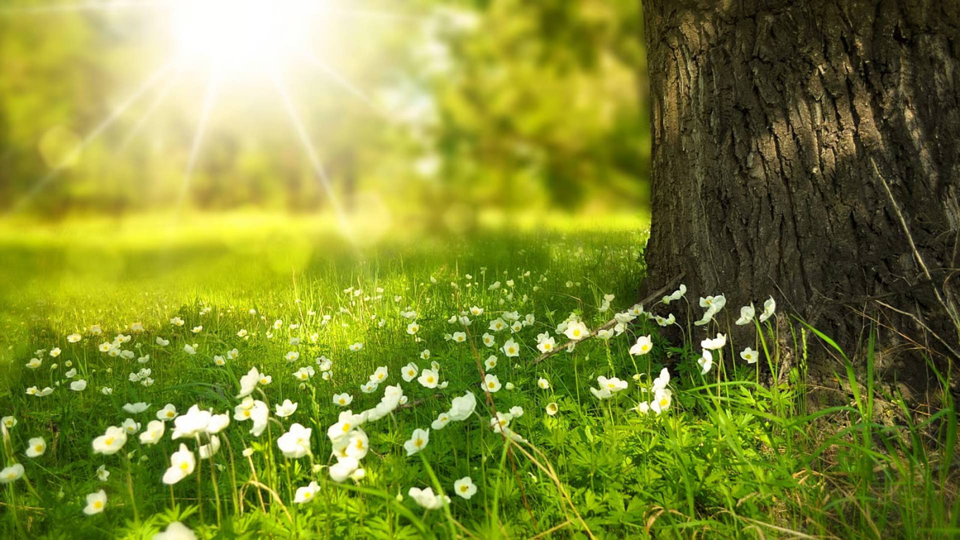 طقس العرب: كتلة دافئة ترفع درجات الحرارة في الأردن 12 درجة عن معدلاتها