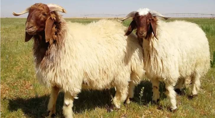 وقف تصدير الخراف الحية