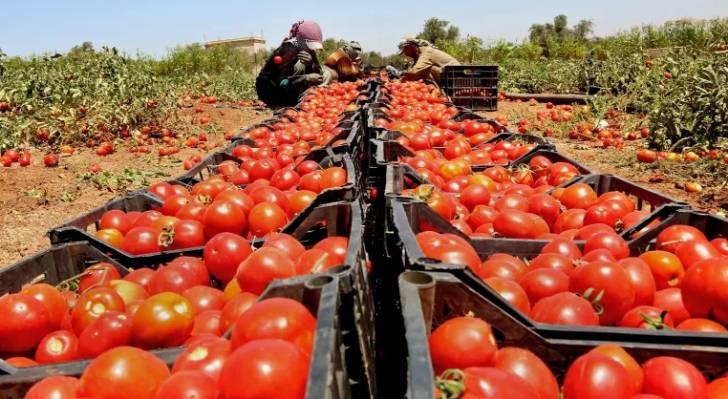 صناديق البندورة الحمراء