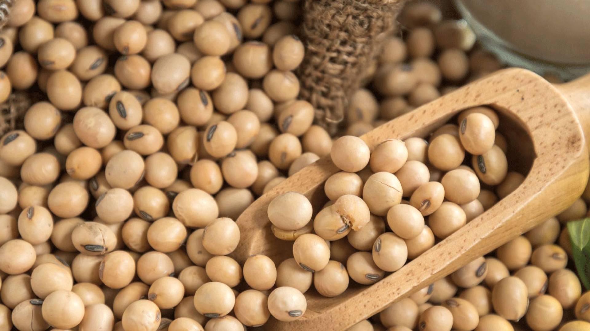 أداء عقود فول الصويا الأمريكي: رحلة من التقلبات العنيفة نحو مستويات قياسية