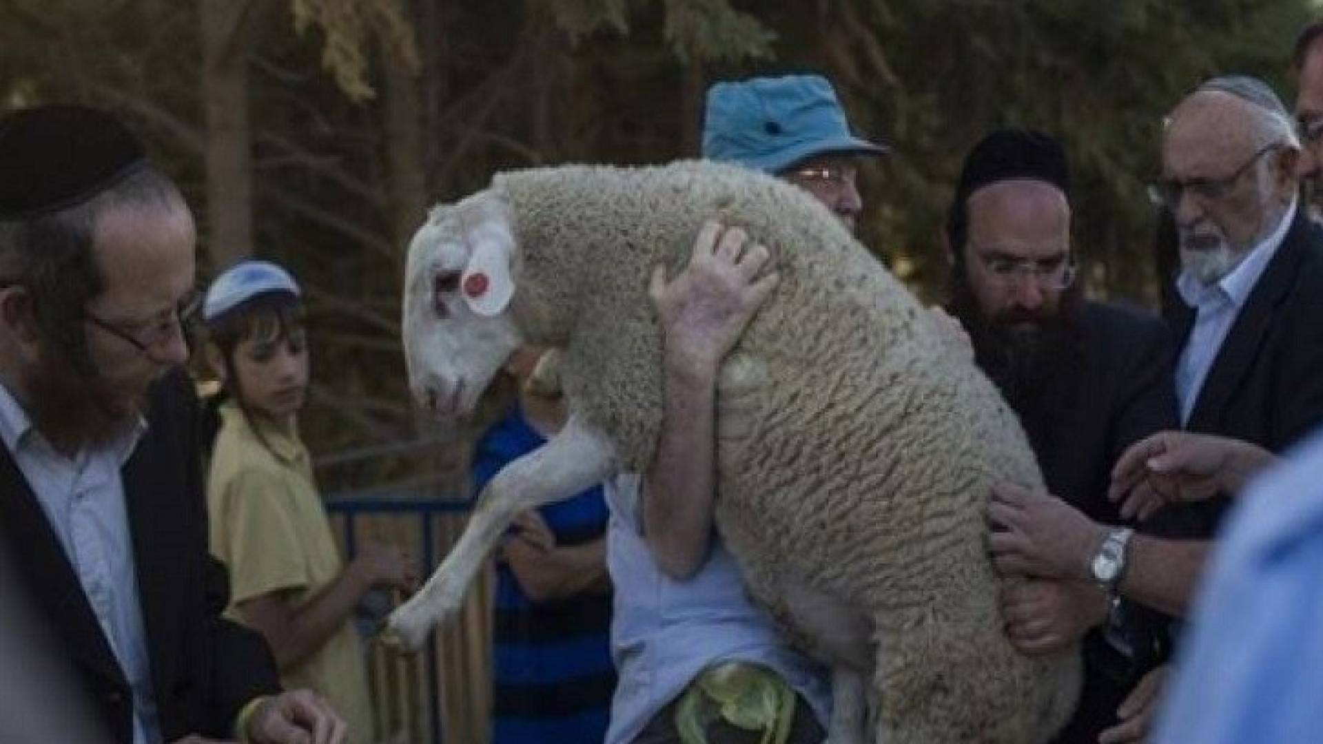 محافظة القدس: 7 محاولات لإدخال "قرابين" للمسجد الأقصى خلال "الفصح اليهودي" هذا العام #عاجل 