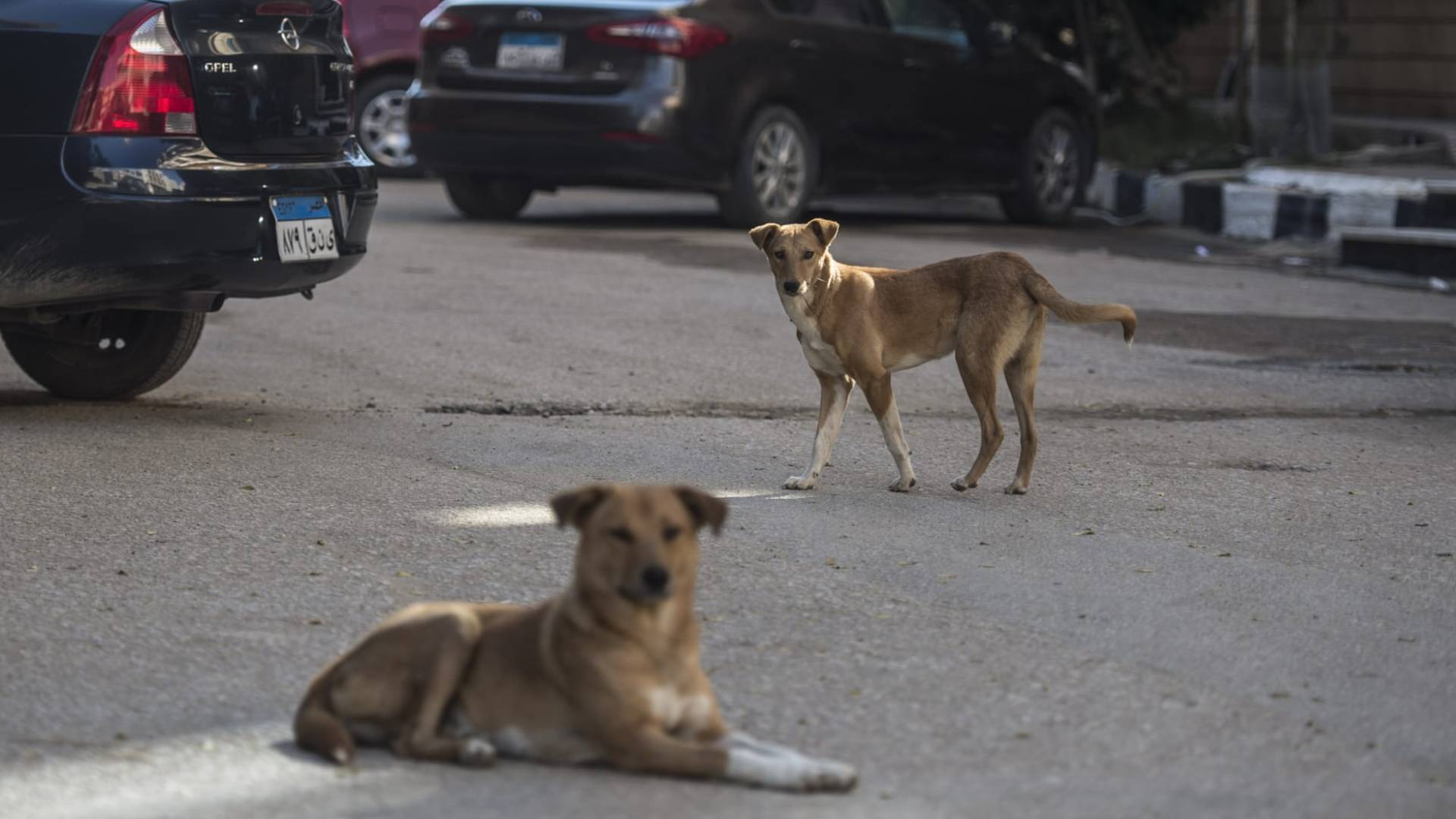"الزراعة" المصرية تحسم مصير 22 ألف كلب وتعتمد "الحلول الإنسانية" 