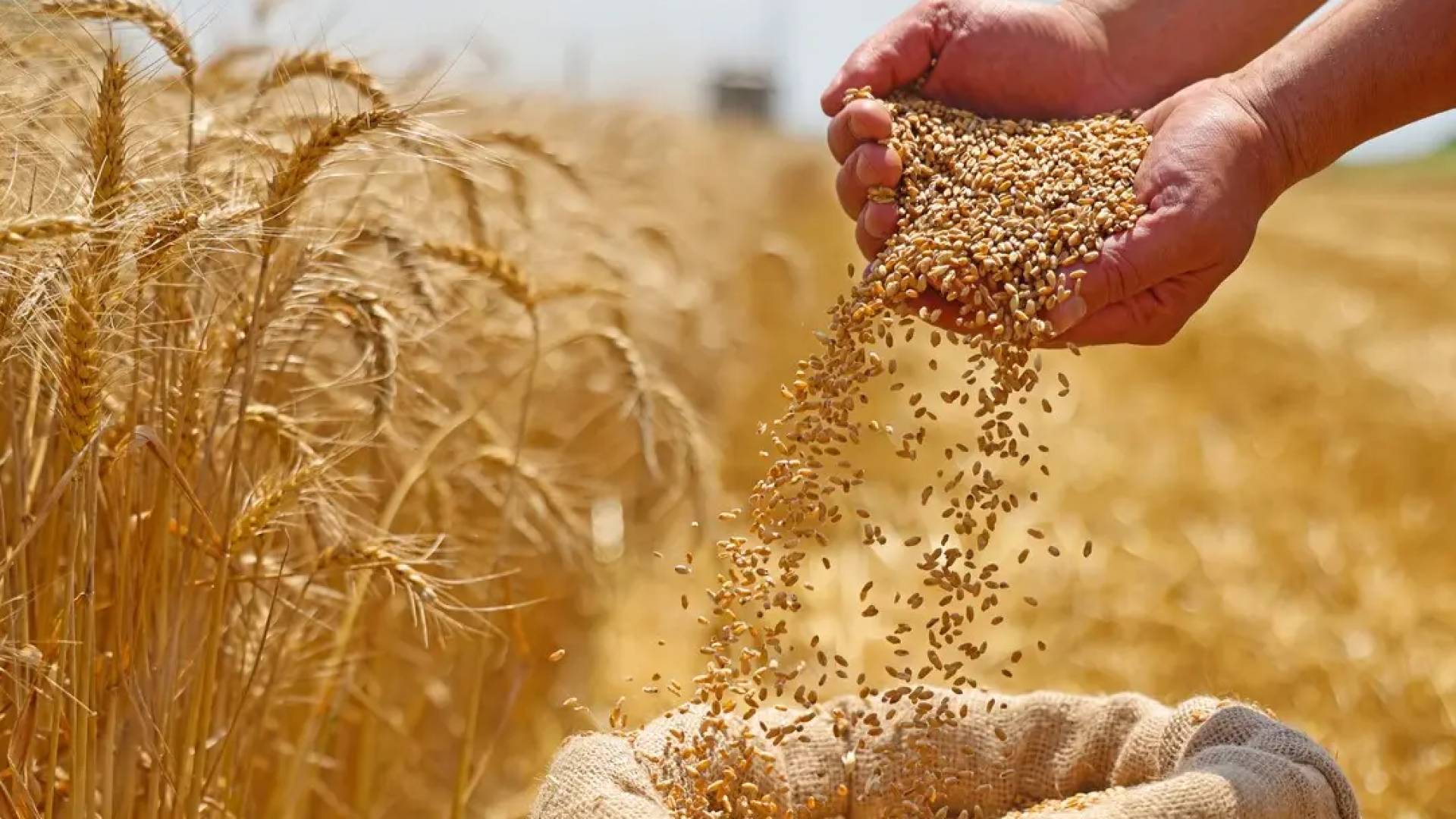 بحر قزوين يتحول لشريان حيوي.. روسيا تستأنف تصدير القمح لإيران عبر ممراته لأول مرة منذ سنوات