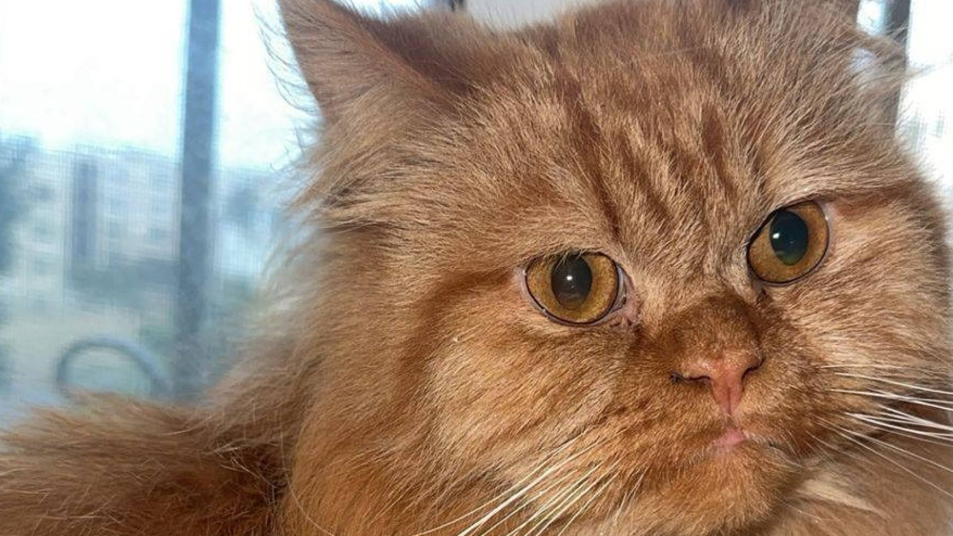 الكاتب حسن البراري يرصد مكافأة مالية مجزية لمن يعثر على قطه المفقود 