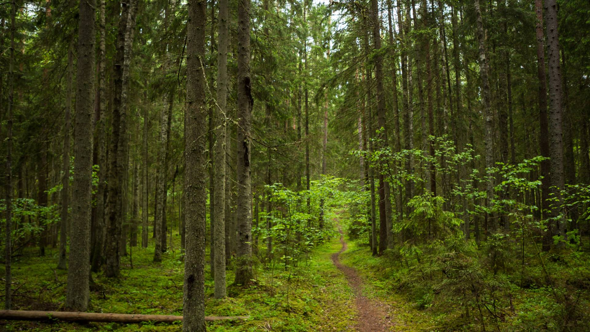 أفريقيا تفاجئ العالم .. غابة تحت الأرض تبعث الحياة في أراضي "تنزانيا" الجافة