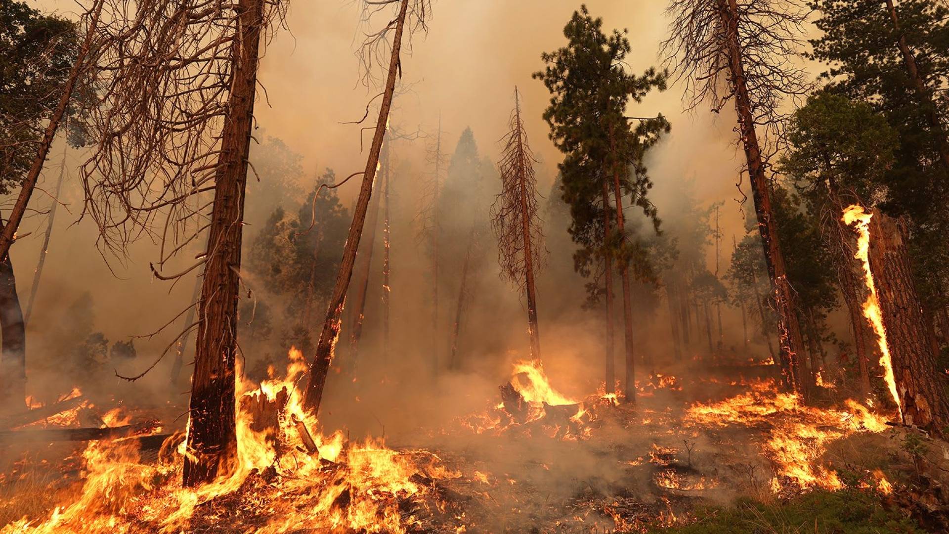 حرائق غابات "خارجة عن السيطرة" تلتهم آلاف الأفدنة وتدمر عشرات المنازل جنوب جورجيا
