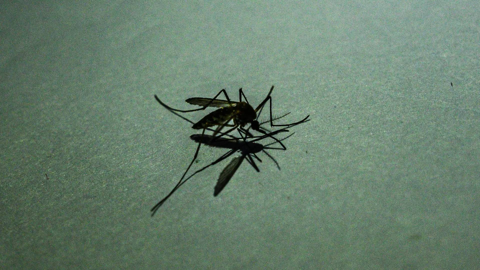 أسباب انتشار البعوض في الدول العربية ؟