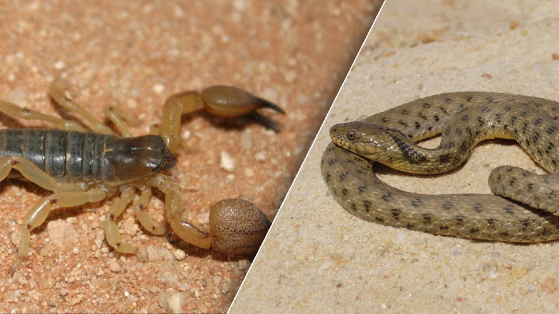 أنواع الأفاعي والعقارب السامة في الأردن وطرق الوقاية منها 