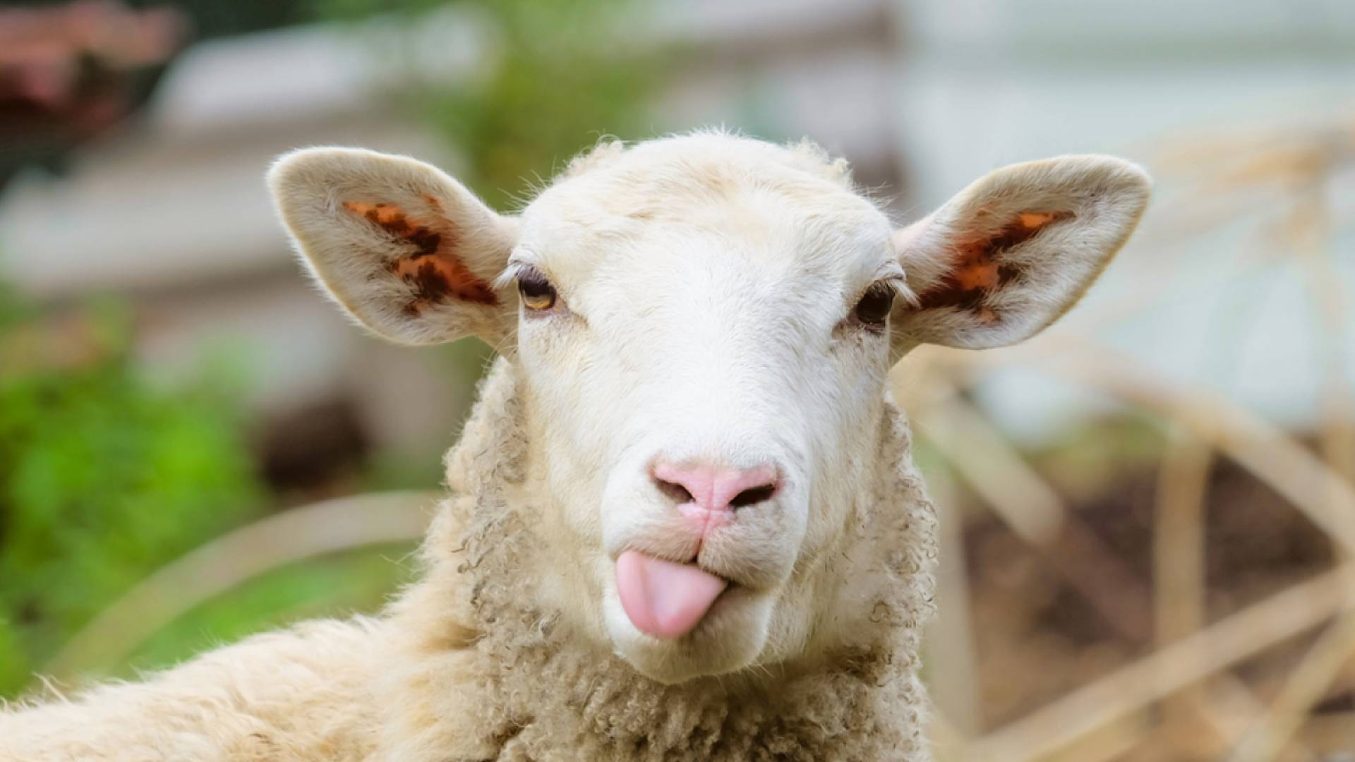 أسعار الأضاحي في الأردن 2026 - توقعات بوصول السعر لـ 350 ديناراً 