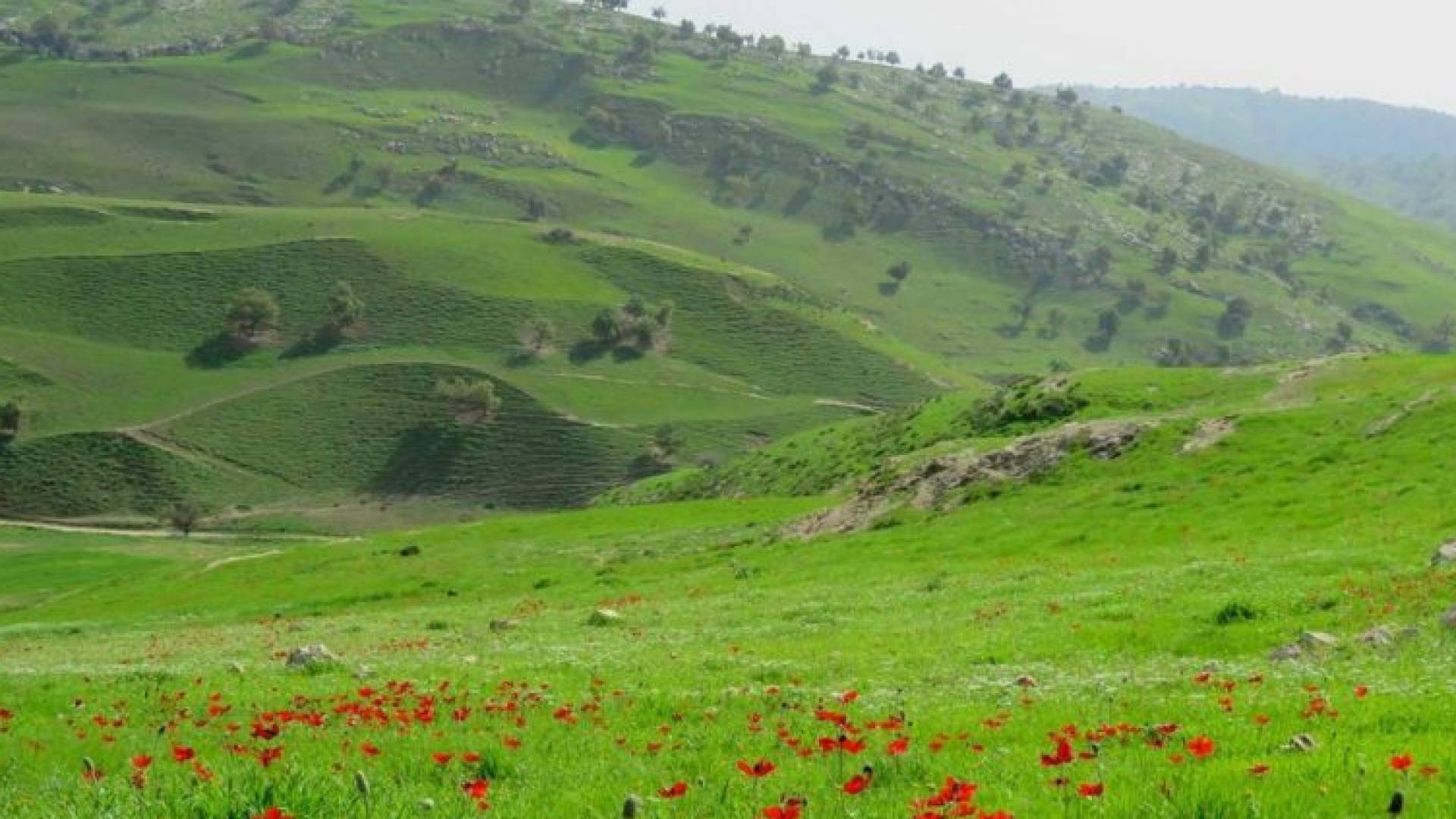 أجواء ربيعية مستقرة بأغلب المناطق في الأردن مع احتمالية تشكل سحب رعدية في البادية الشرقية الجمعة