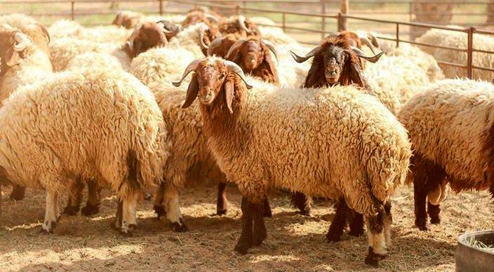 خروف العيد