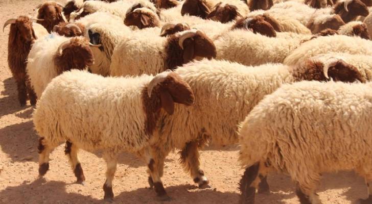 خروف العيد