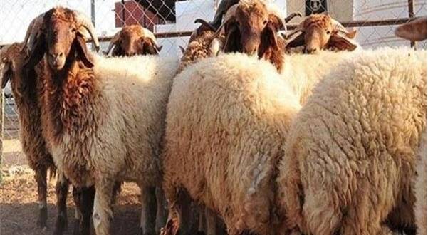 مجموعة خراف