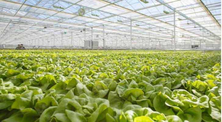 الزراعة في الأردن