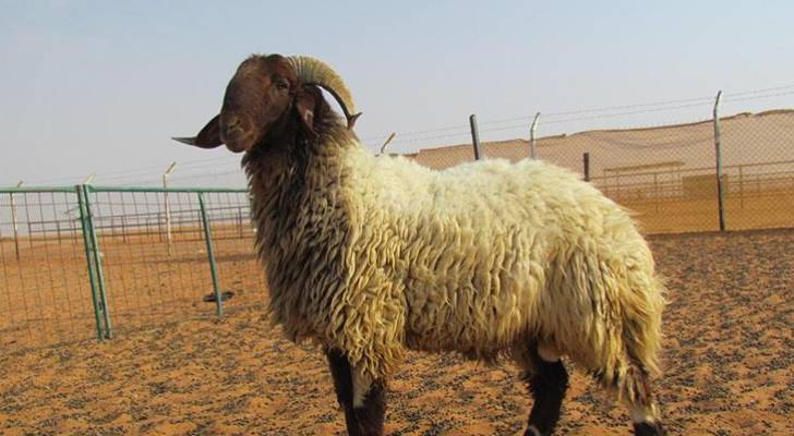 خروف